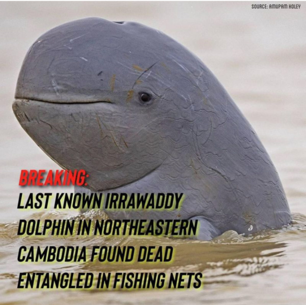 The last remaining Irrawaddy dolphin in the Chheuteal Pool of Stung Treng province was found dead on February 15 2022