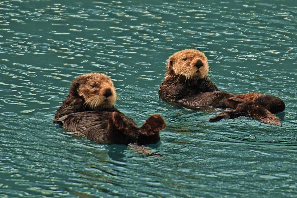 Two Sea Otters floating on the surface of the water