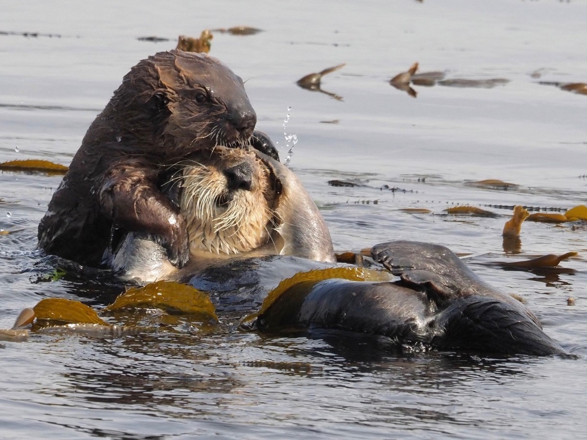 Mama Sea otter playing with her pup