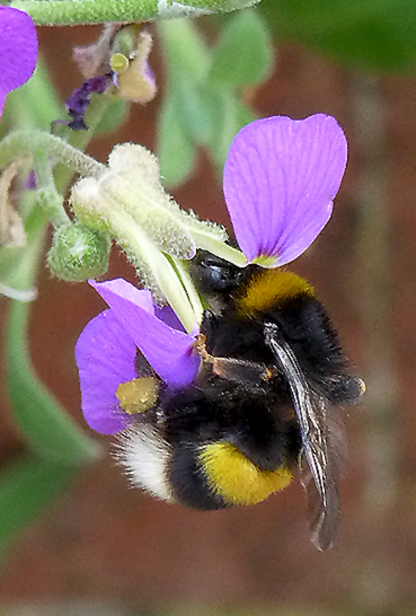 These bee photographs were taken in Suffolk in June 2012