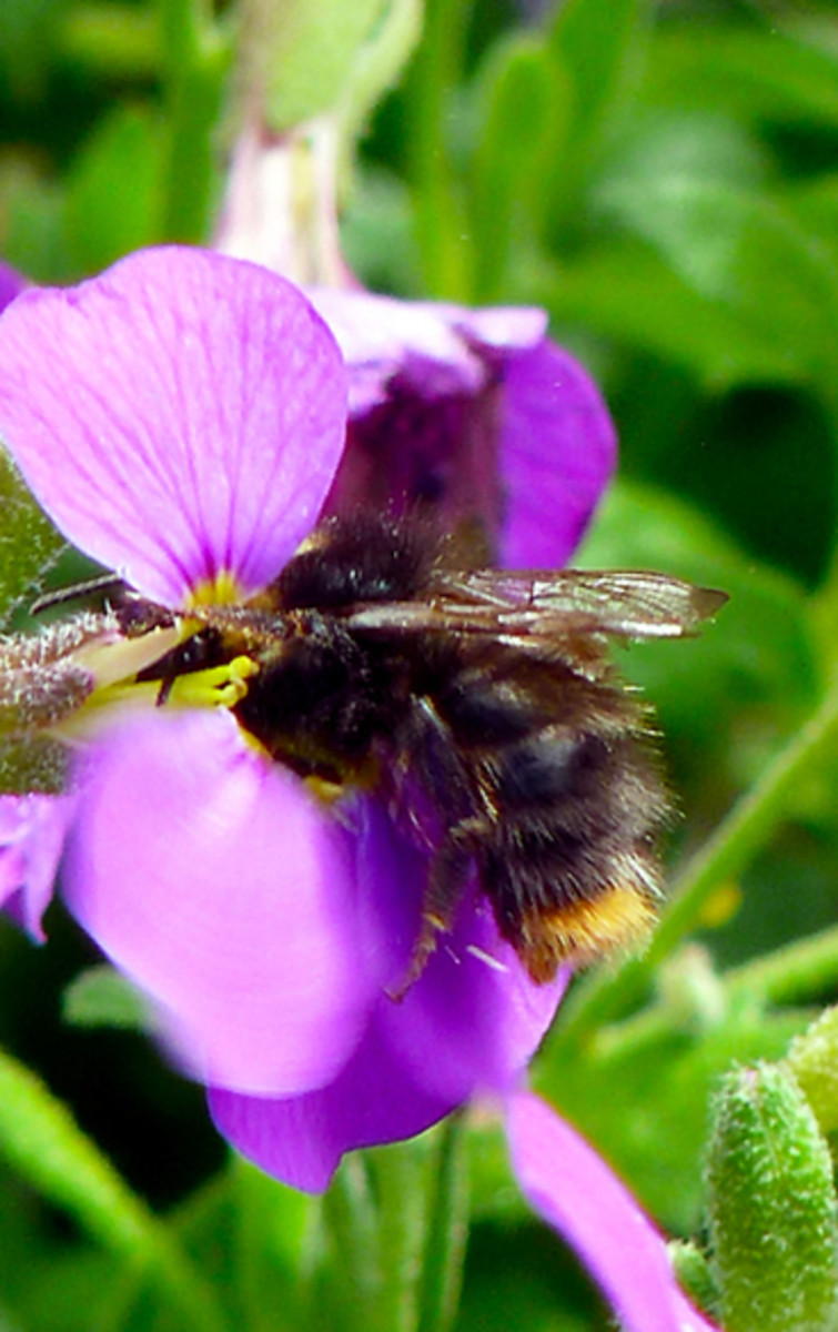 british-bumblebees