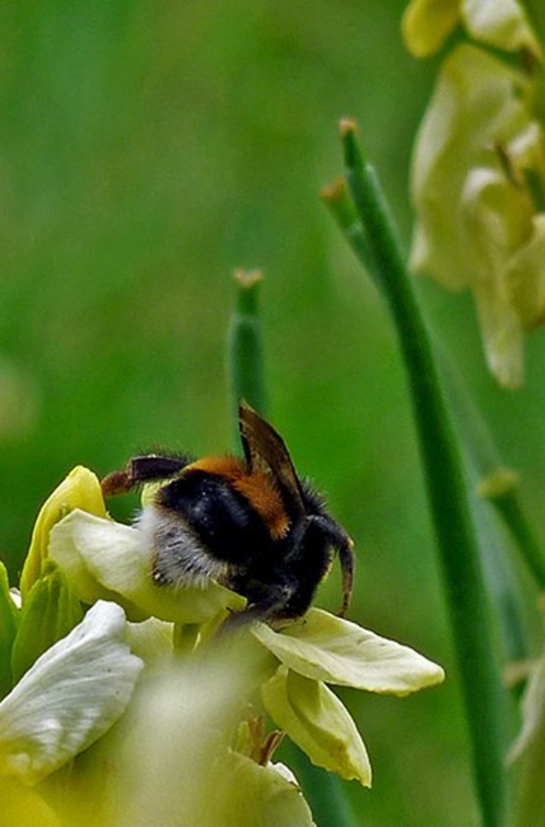 british-bumblebees