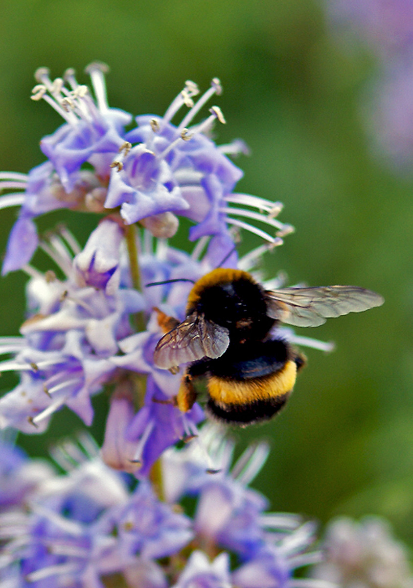 The Bumblebee - HubPages