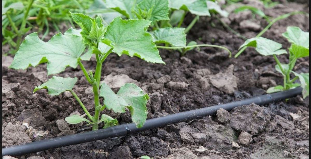 how-to-start-a-vegetable-garden-gardening-ideas-and-gardening-tips-for-beginners