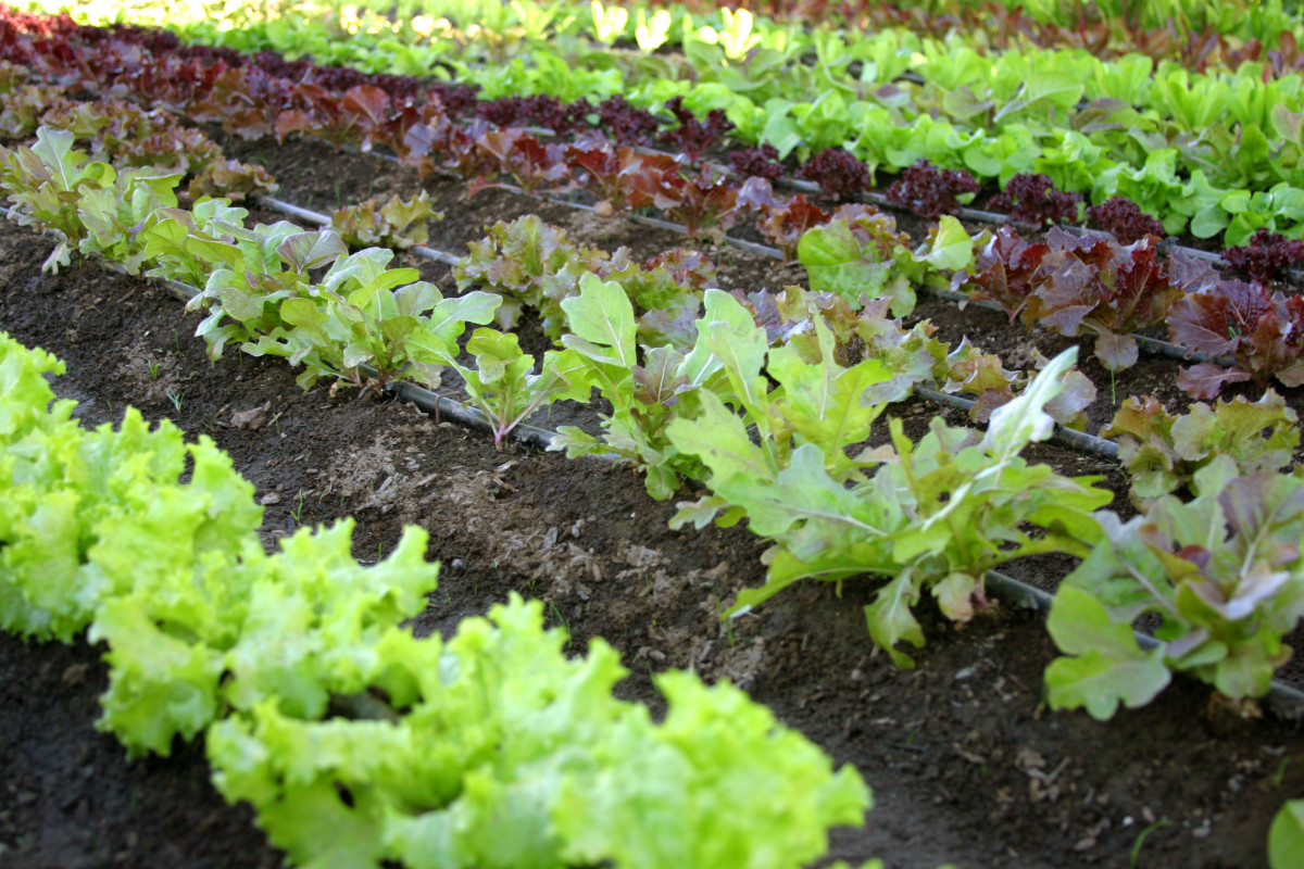how-to-start-a-vegetable-garden-gardening-ideas-and-gardening-tips-for-beginners
