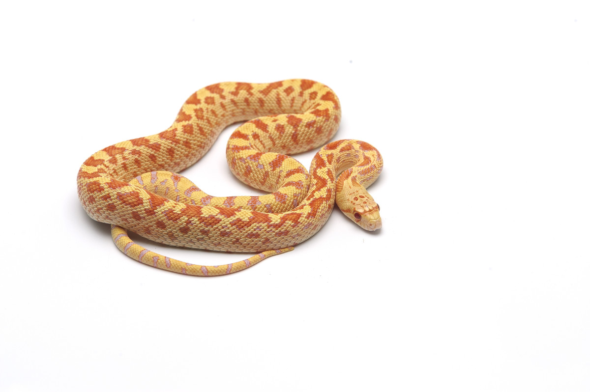pet snakes for beginners