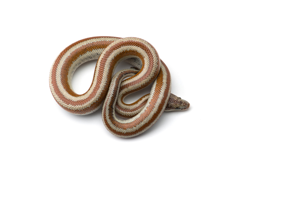 top-10-pet-snake-for-beginners-in