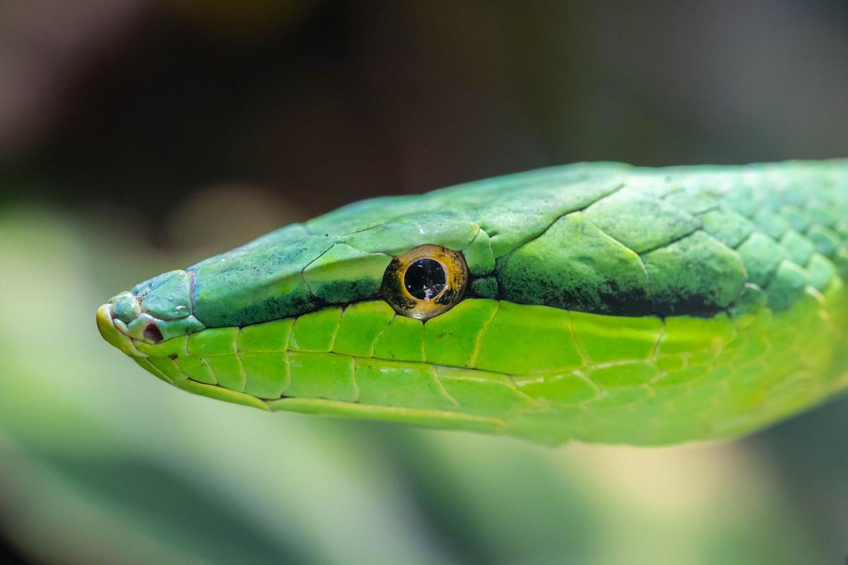 A Close Up Shot of Green Snake