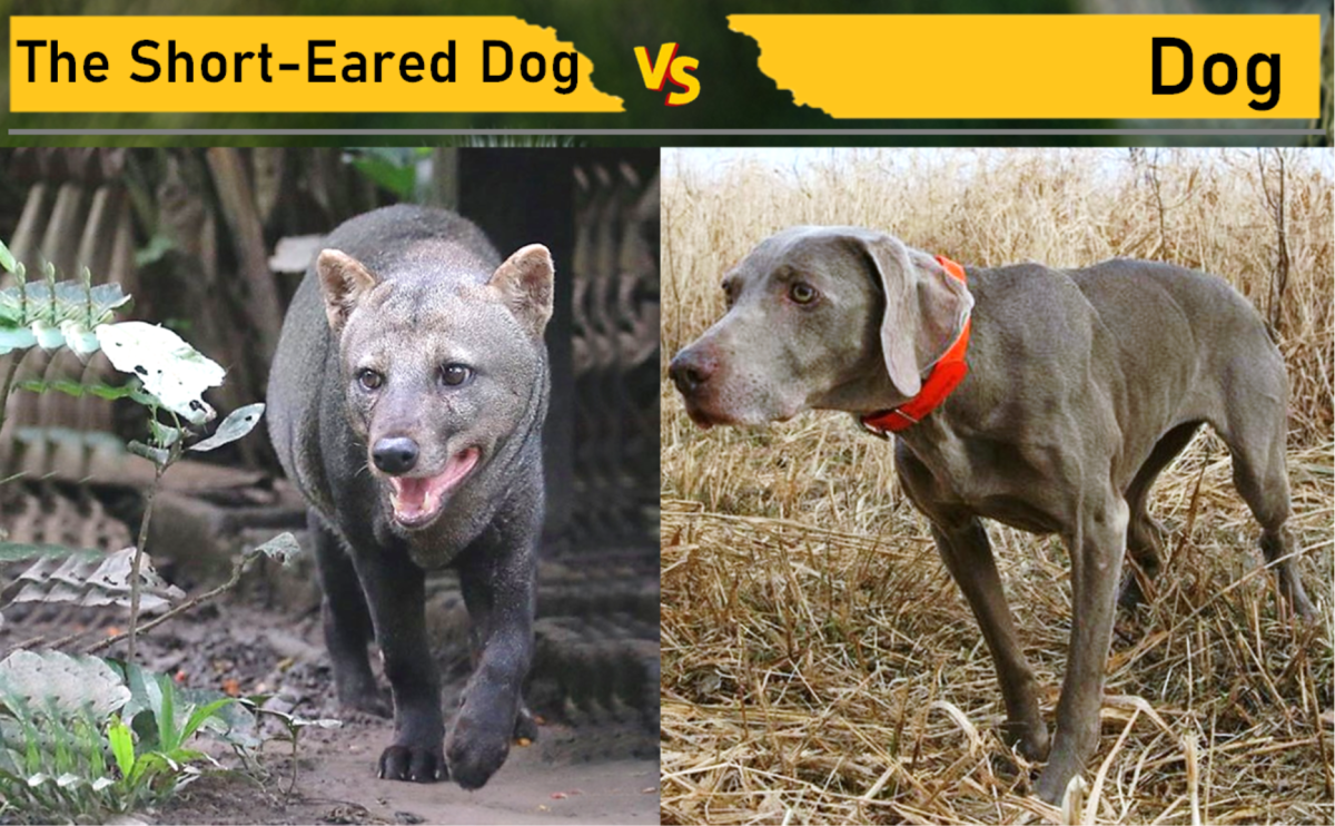 The Short-Eared Dog vs. Dog