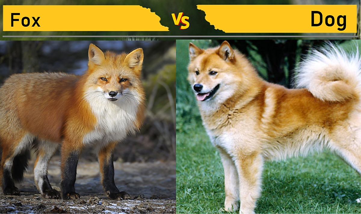 Fox vs. Dog (Finnish Spitz)