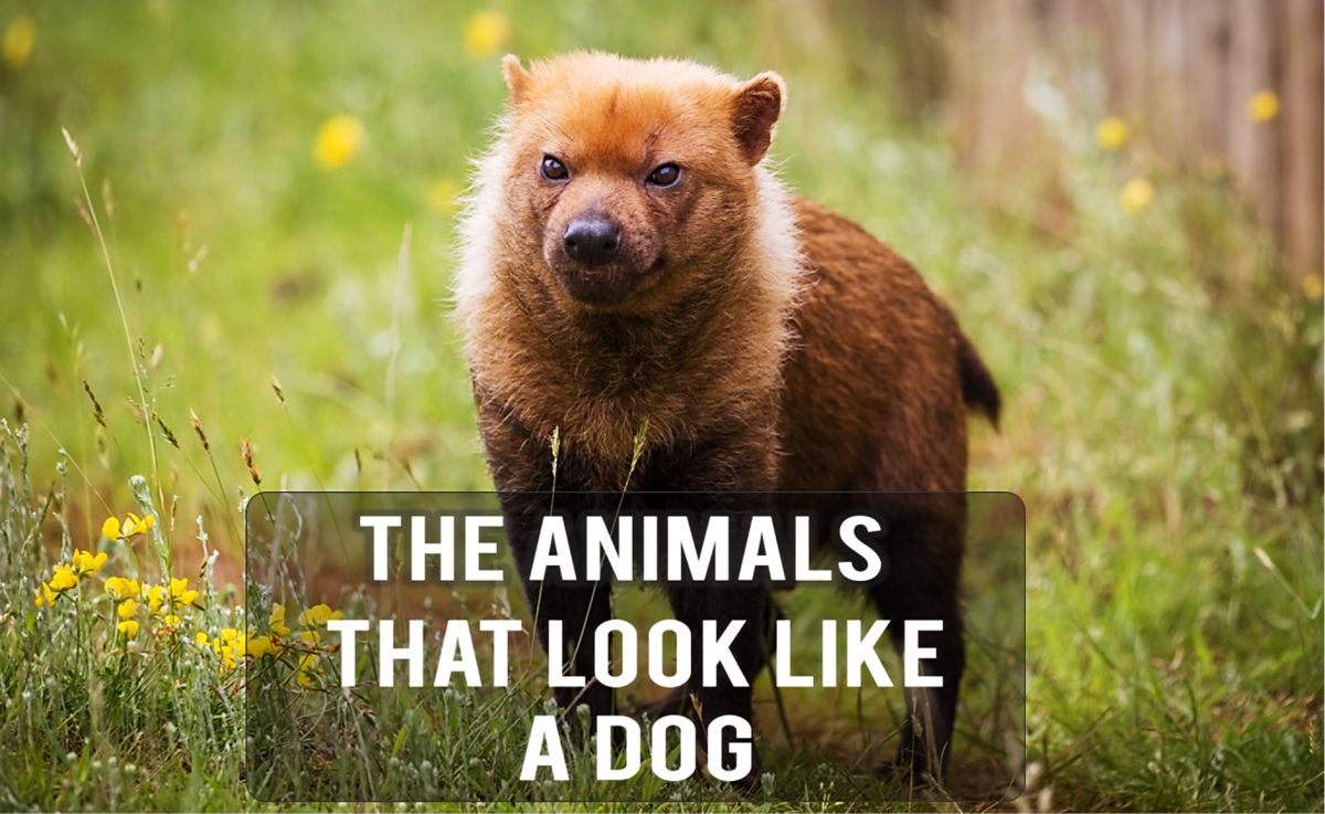 The animals that look like a dog