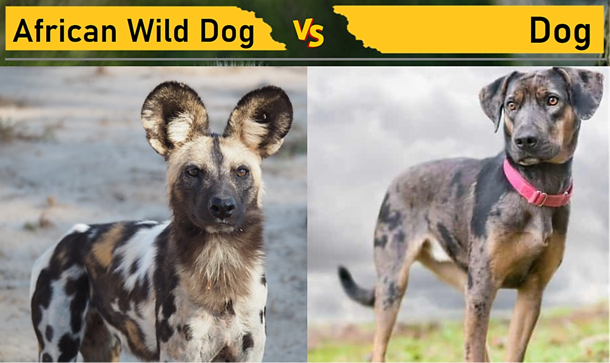 African Wild Dog vs Dog