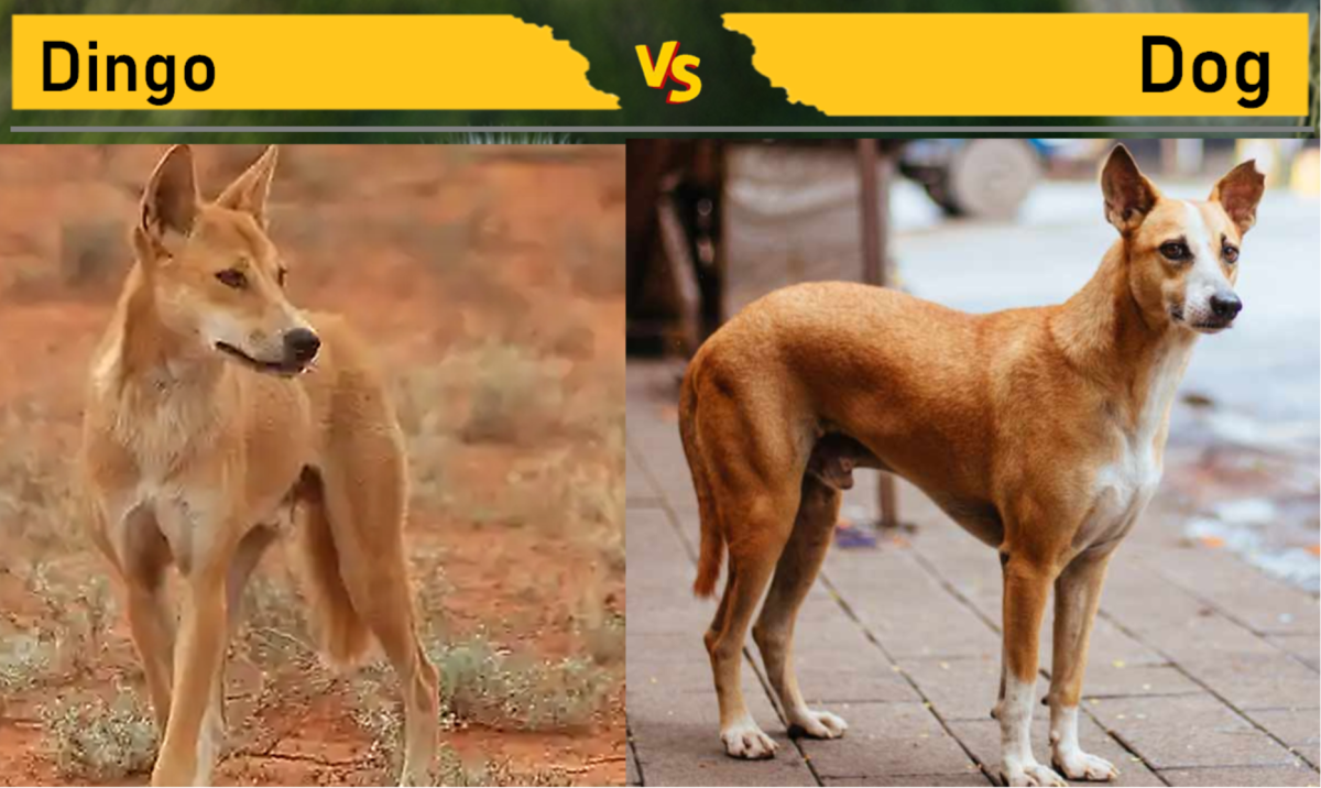 11 Wild Animals That Look Like Dogs - PetHelpful