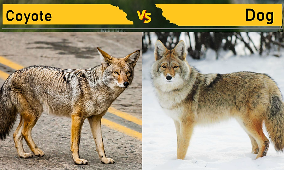 Coyote vs. Dog (Wolf Dog)