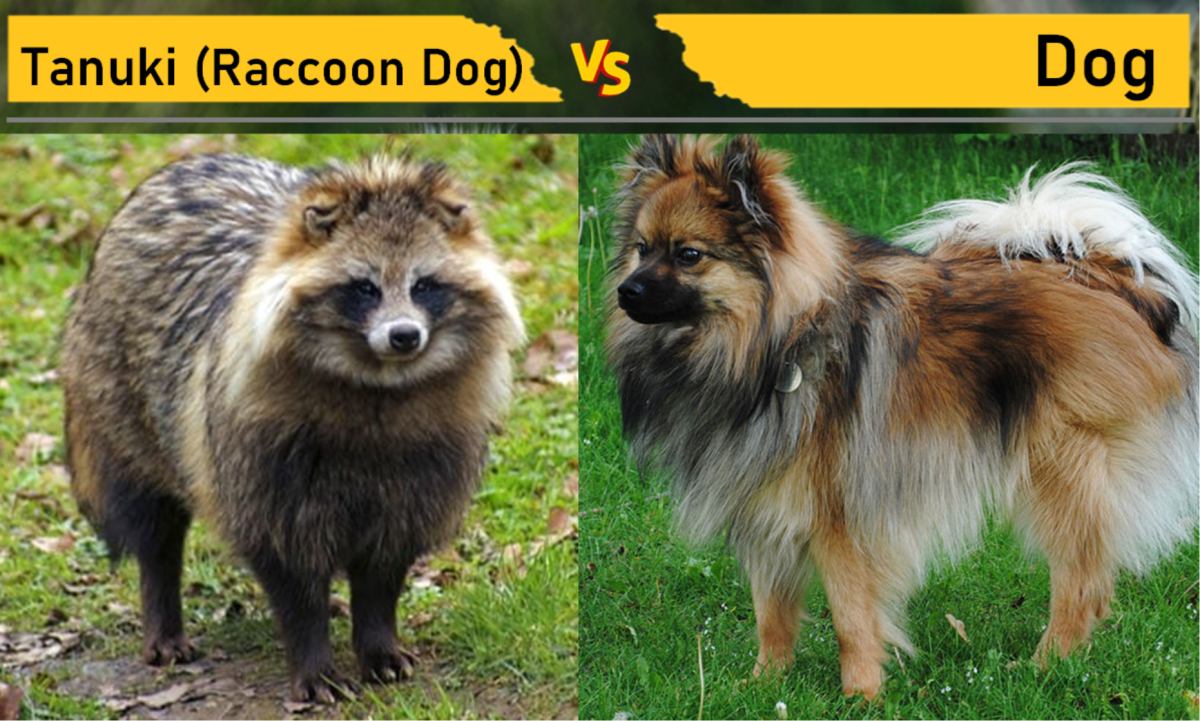 Tanuki (Raccoon Dog) vs Dog (Pomeranian)