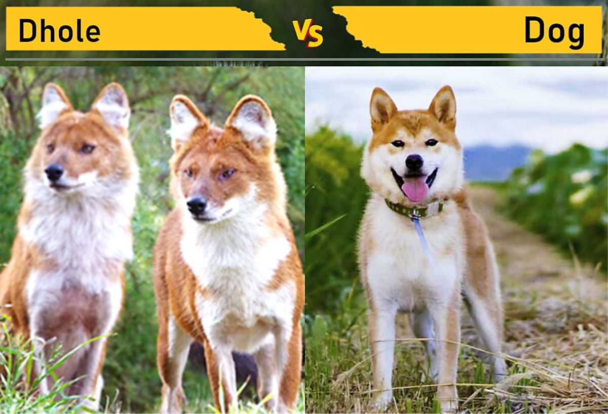 11 Wild Animals That Look Like Dogs - PetHelpful