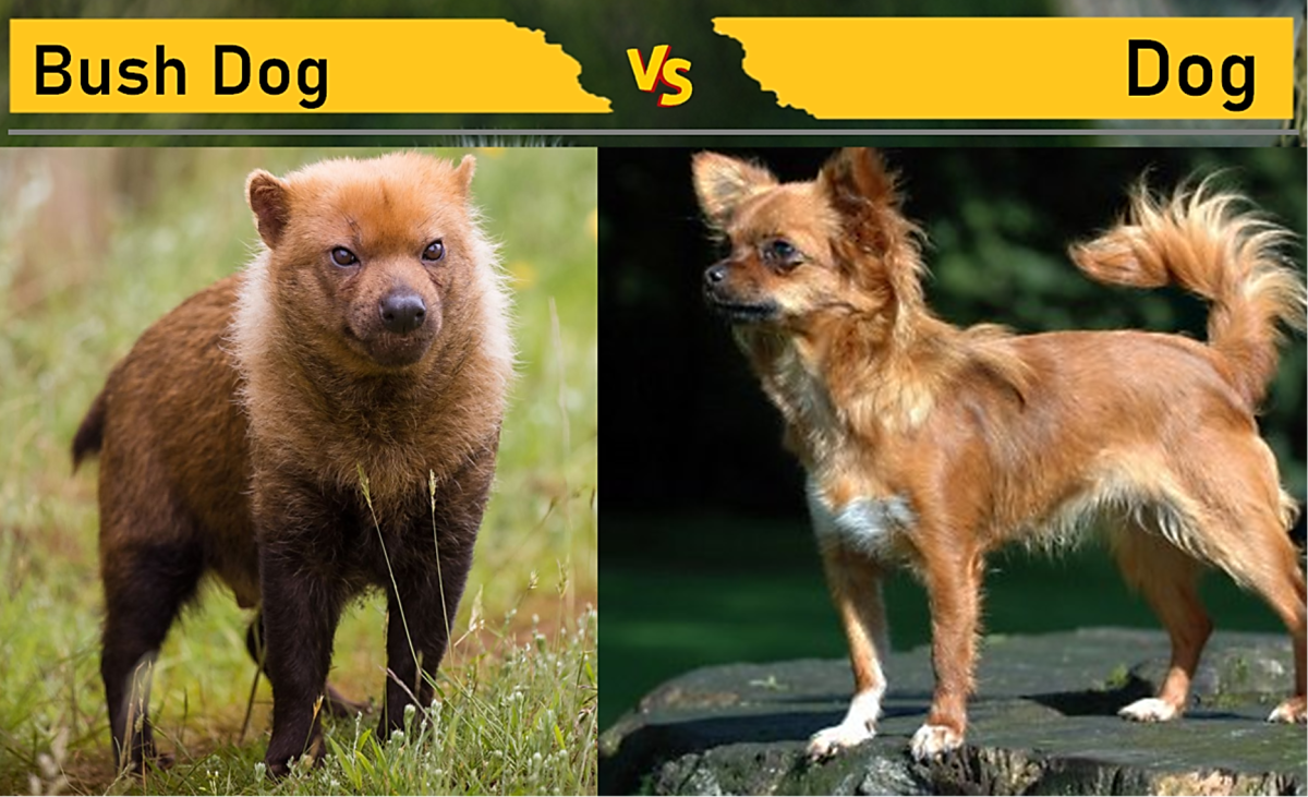 Bush Dog vs. Dog (Chihuahua)