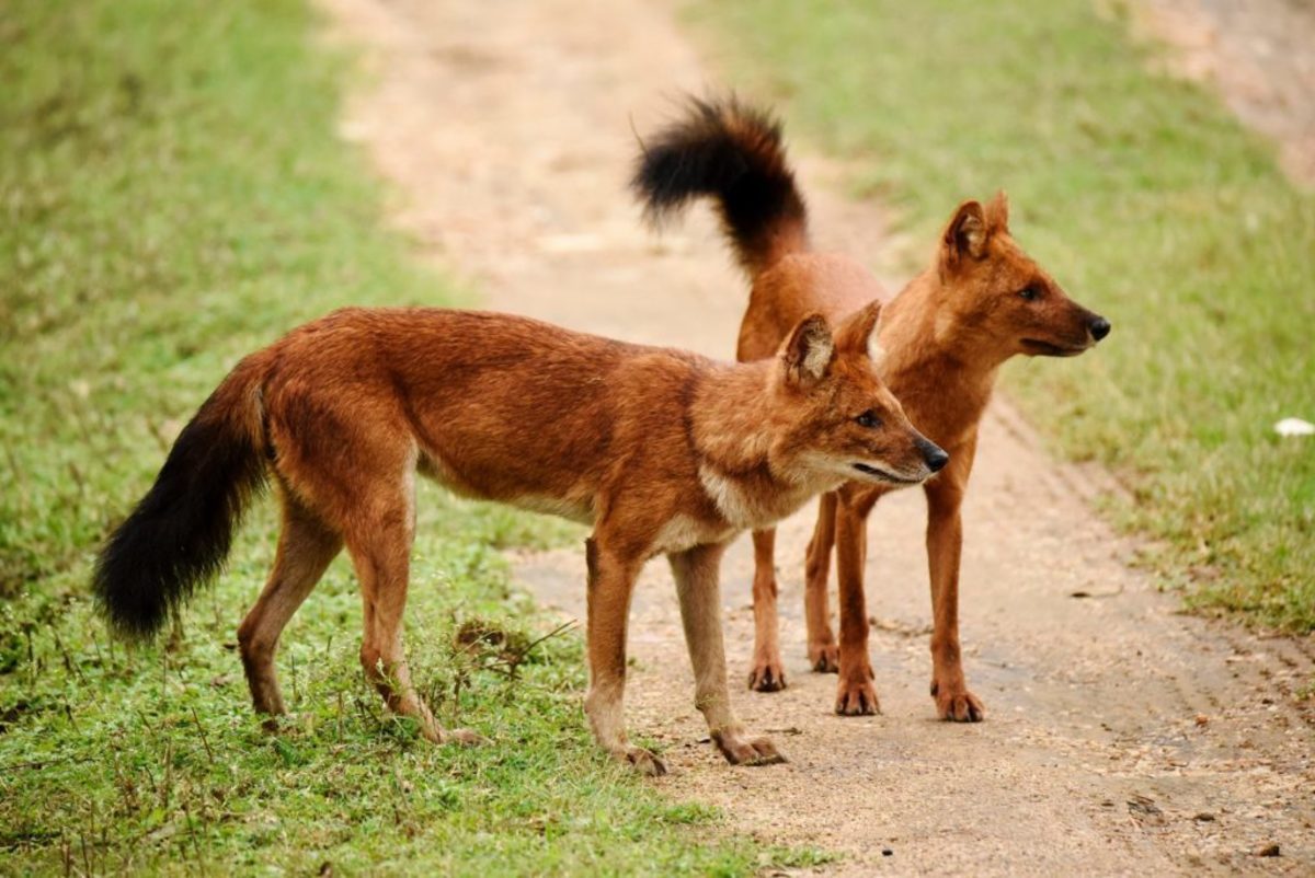 11 Wild Animals That Look Like Dogs PetHelpful