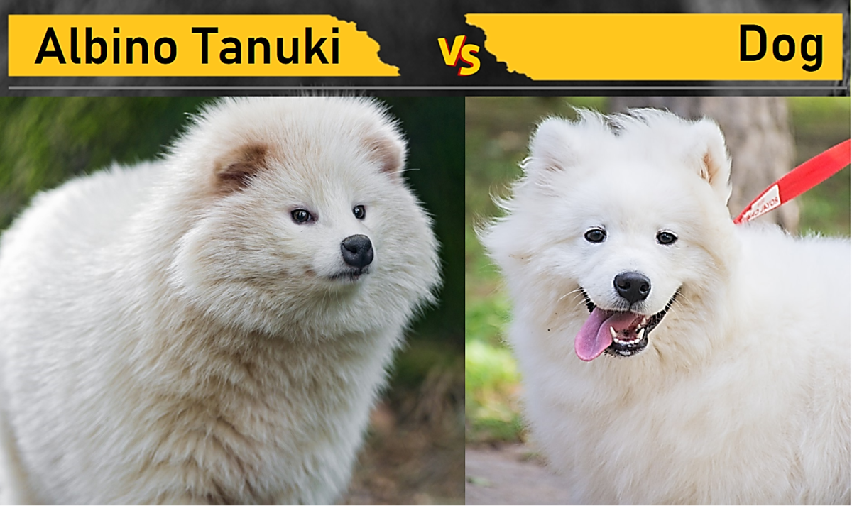 Albino Tanuki vs. Dog (Indian Spitz)