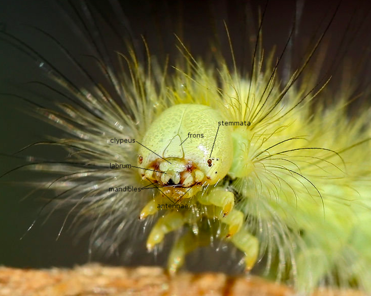 caterpillars-with-eyes