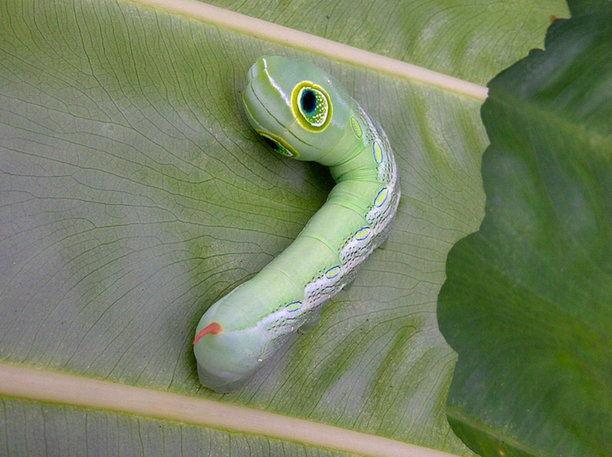 Found this caterpillar that has big fake eyes! I don't know anything about  caterpillars what is it? : r/caterpillars