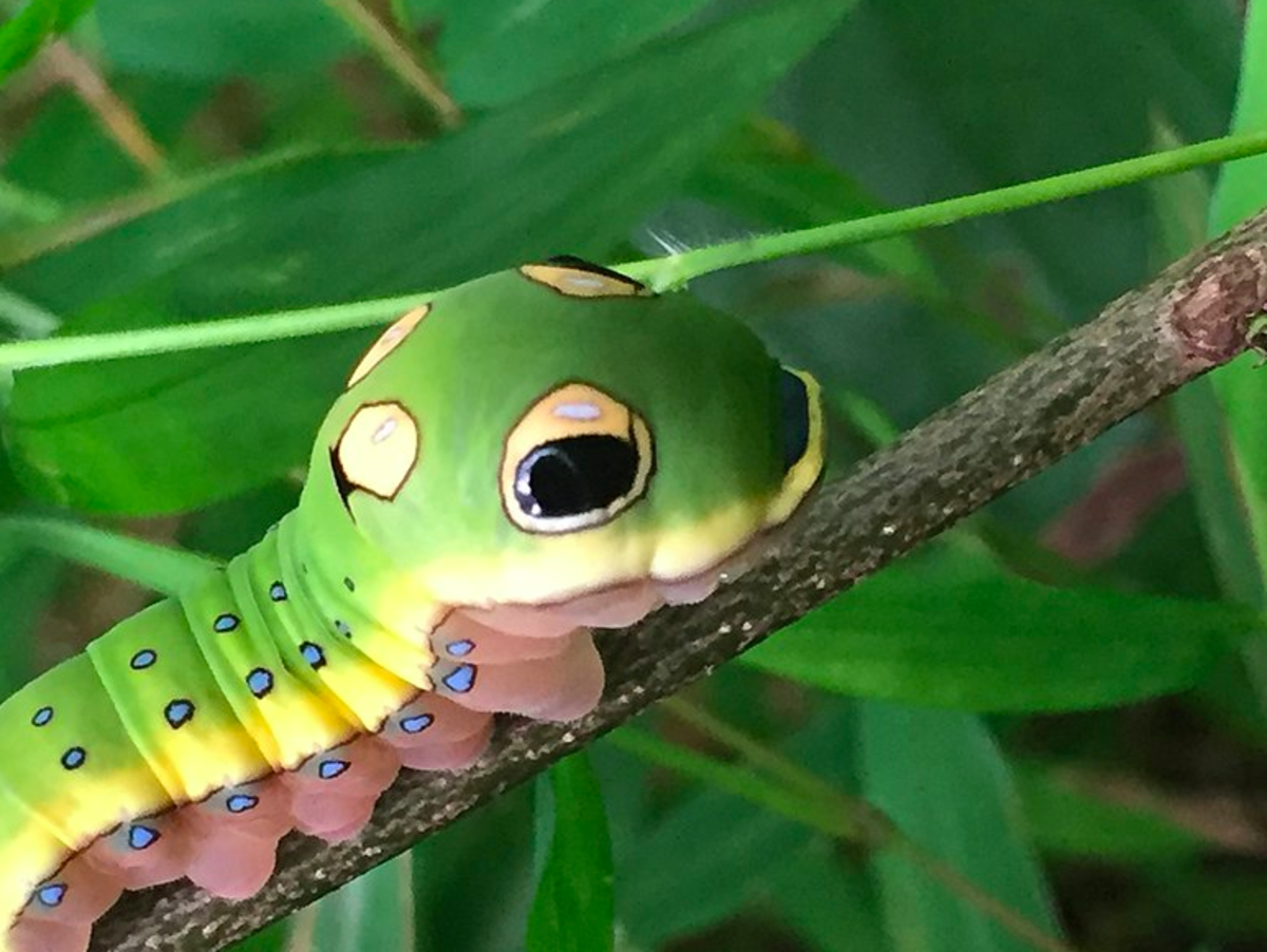 The spicebush swallowtail caterpillar, showing its eyespots.
