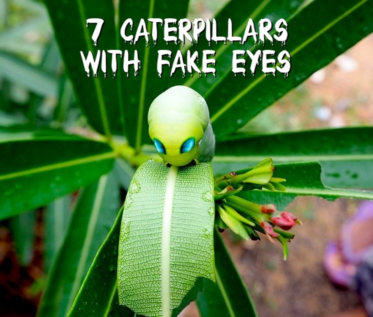 This guide will look at seven caterpillars with eyespots and what potential threats they may pose to your garden.