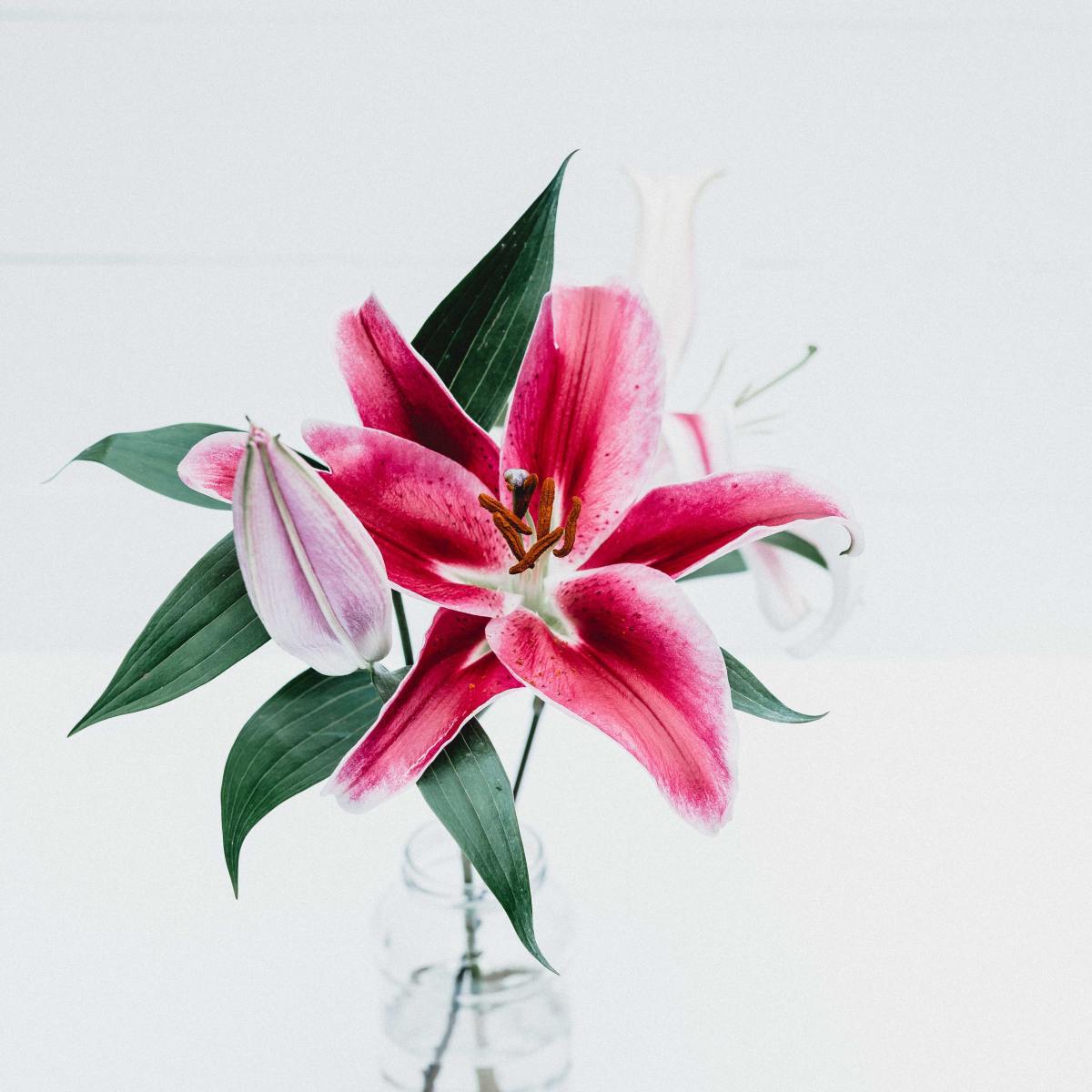 Lillies can last in vases when properly cared for.