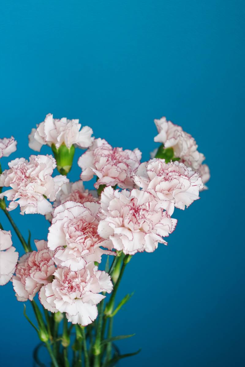 Pink and white carnations.