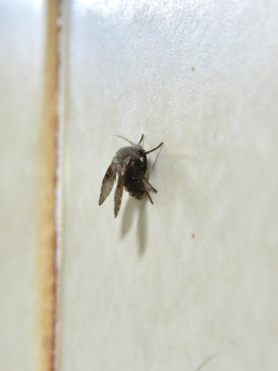 A drain fly occupies the wall next to the toilet. 