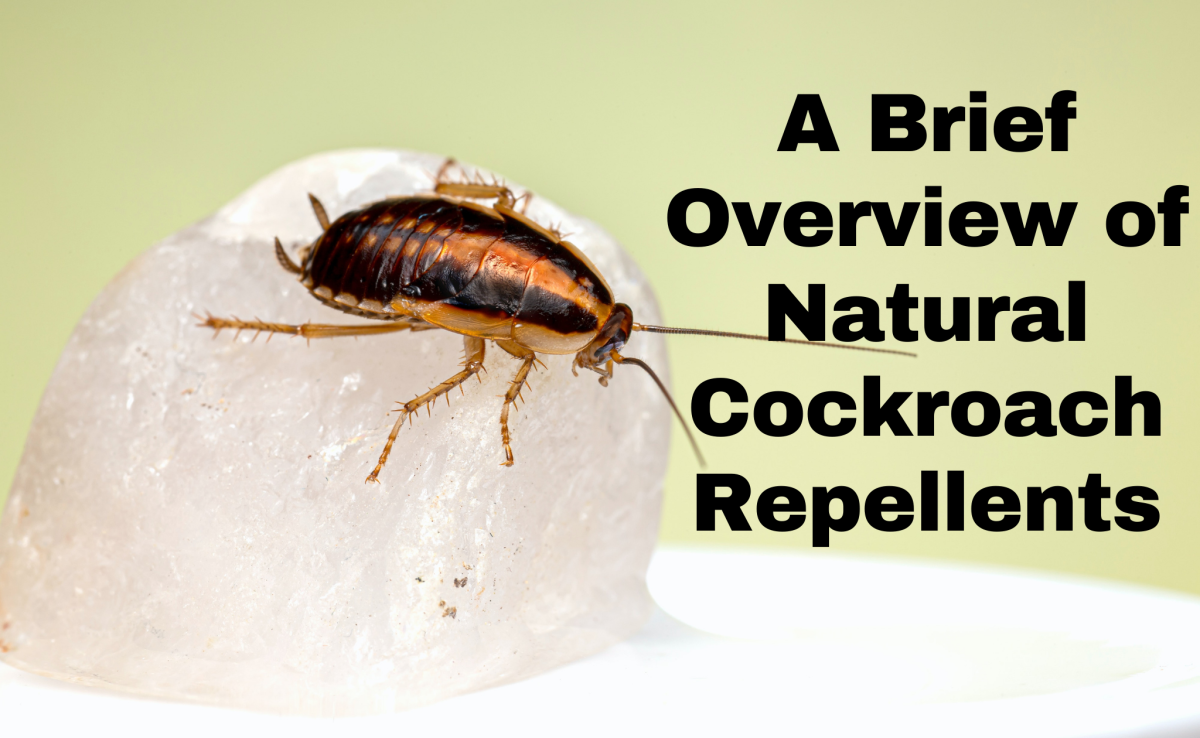 A Brief Overview of Natural Cockroach Repellents