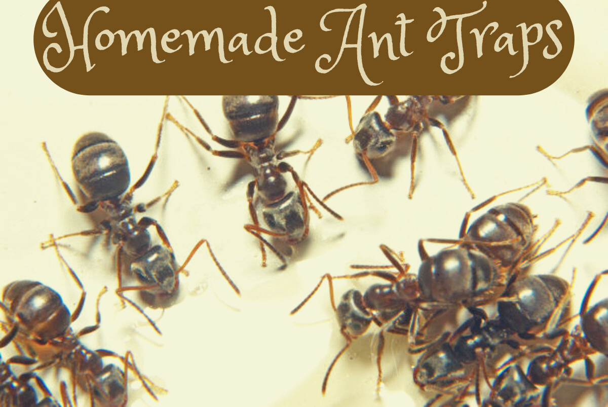 Homemade Ant Traps
