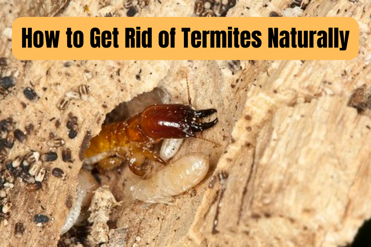 Get rid of termites naturally yourself following this detailed guide.