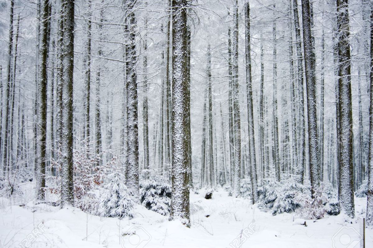 The Ardennes in winter. Within 24 hours of his escape, Wood would have faced conditions similar to these. 