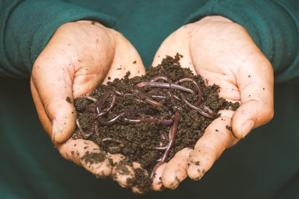 Worms help naturally recycle compost.