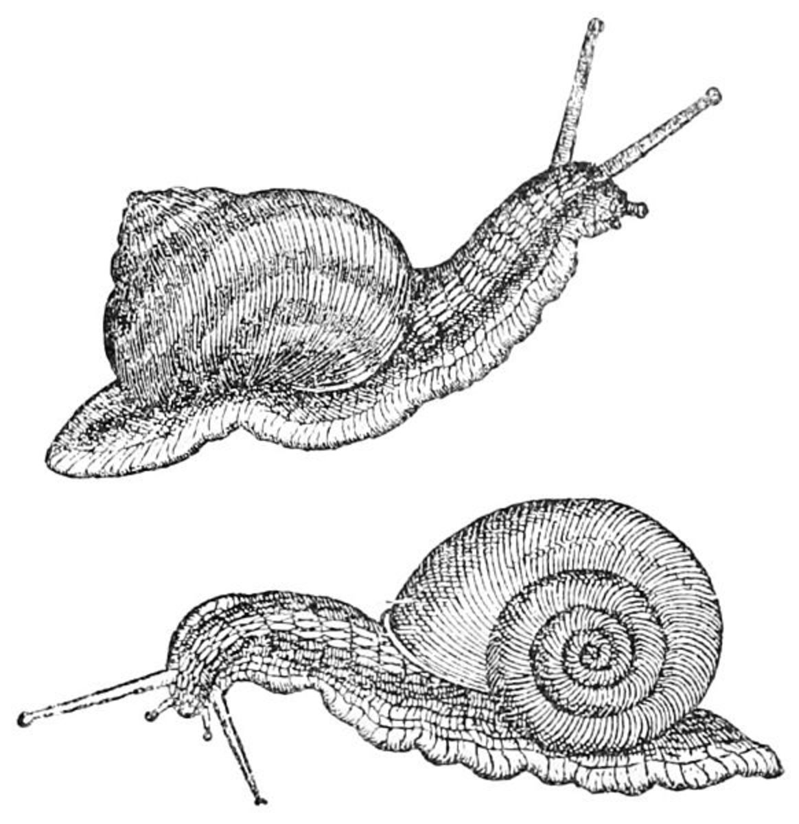Gesner snails, from "Popular Science Monthly"