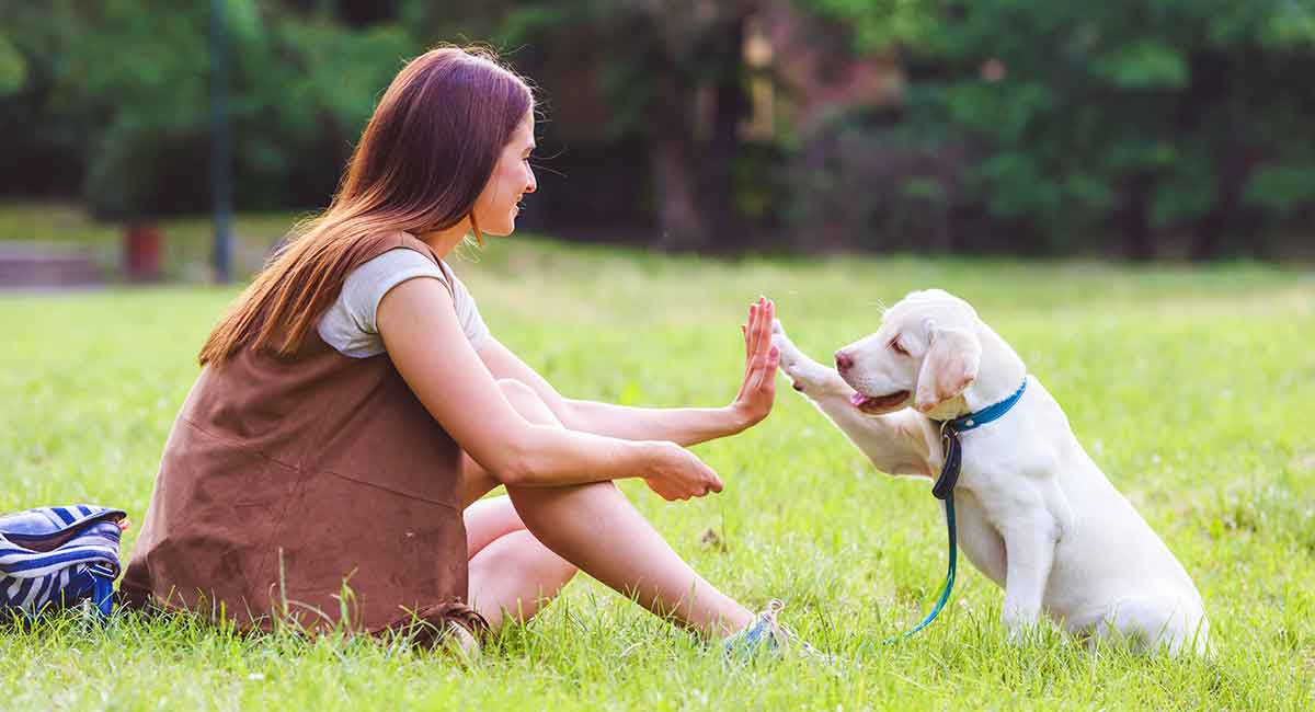 Things You Must & Must Not Do While Training Your Dog