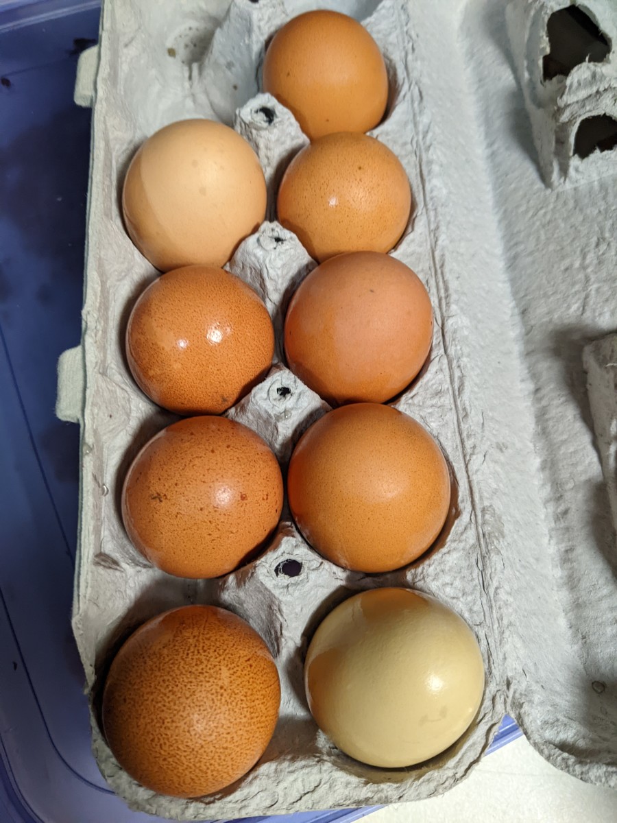 eggs-fresh-farm-does-not-mean-clean
