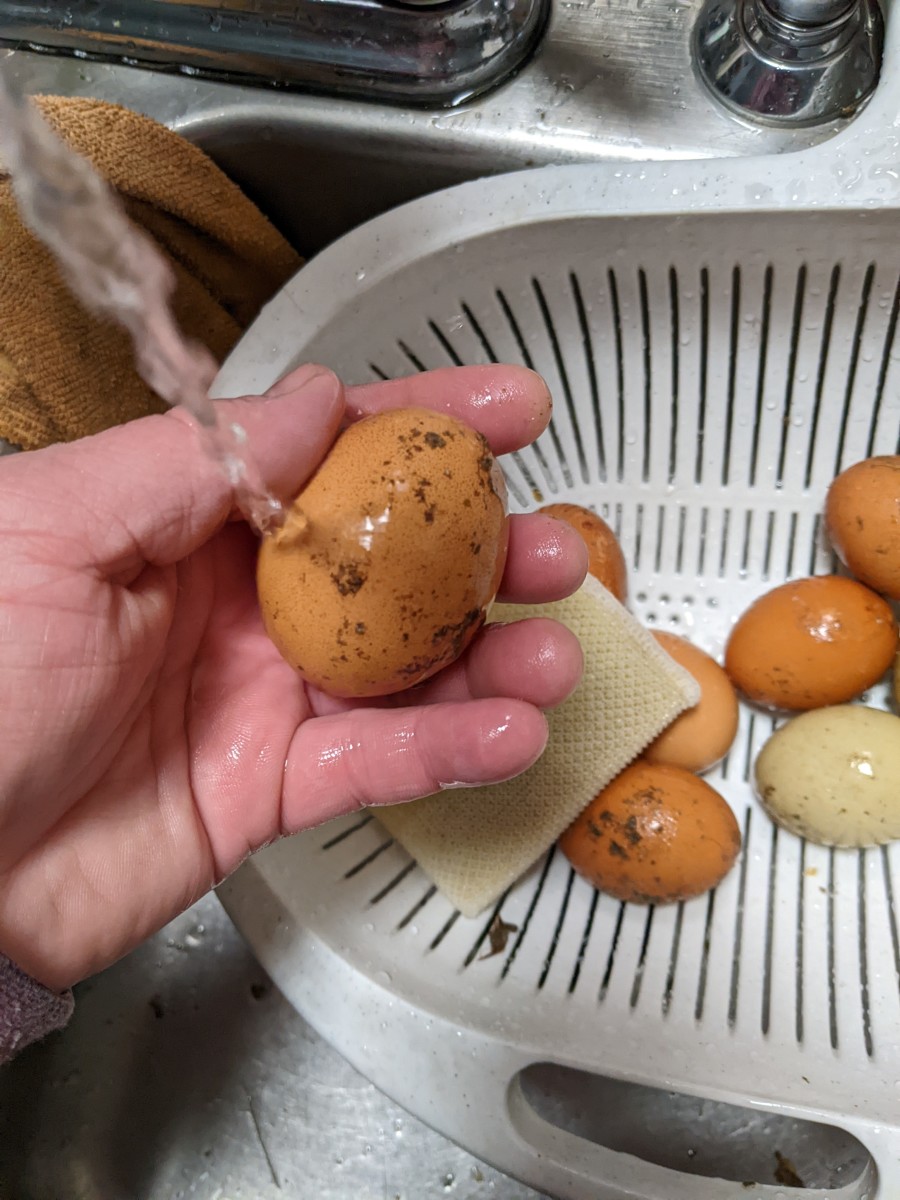 Eggs - Fresh Farm Does not Mean Clean