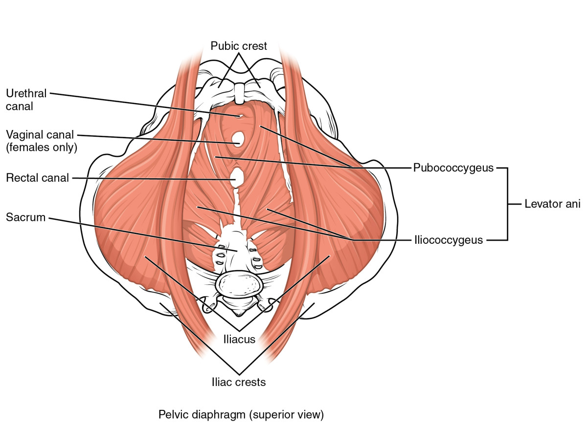 Here is a medical diagram of the pelvic floor.
