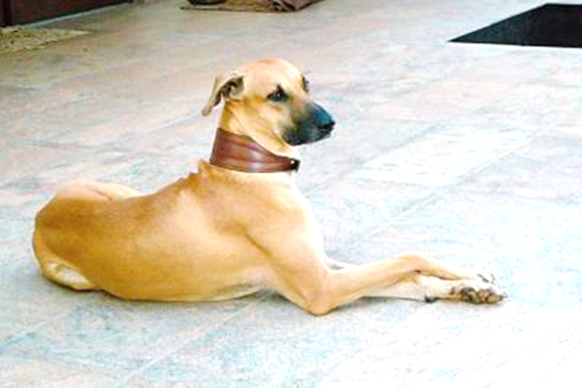 Kombai (Combai) Dog