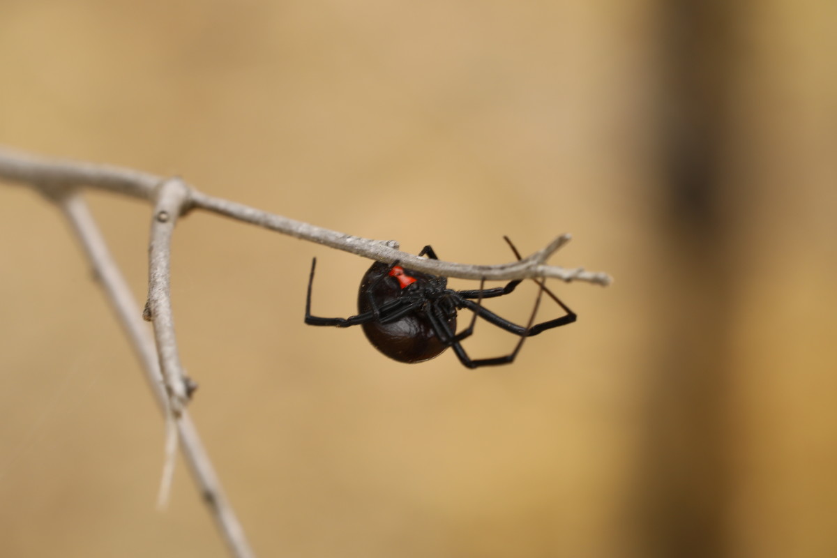 Black Widow Spider Video, Photo and Facts