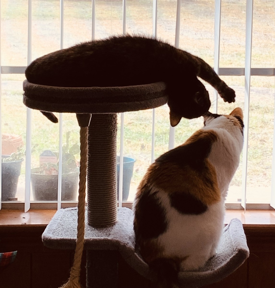 Ziva and Bella Loving the View and Cat Tree