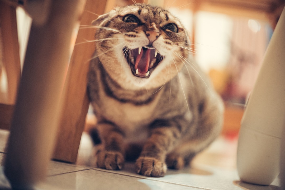 10 Different Types of Aggression in Cats