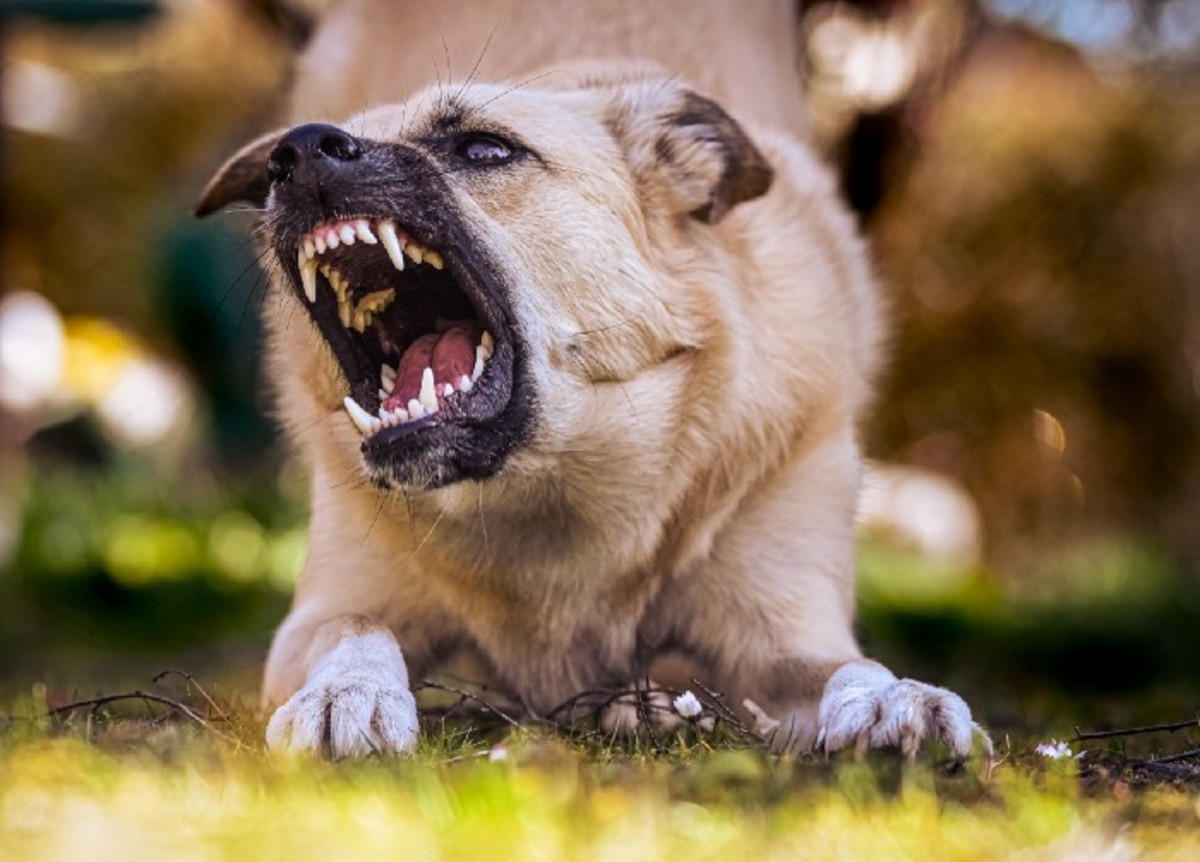 Why Is Your Dog Showing Signs of Aggression?