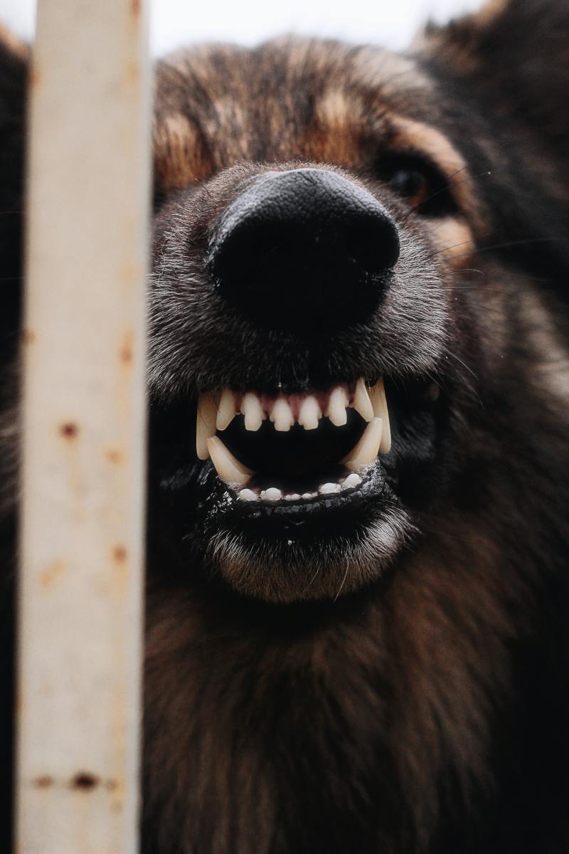 There are multiple reasons why your dog may suddenly show signs of aggression, and it's not always what you might think.