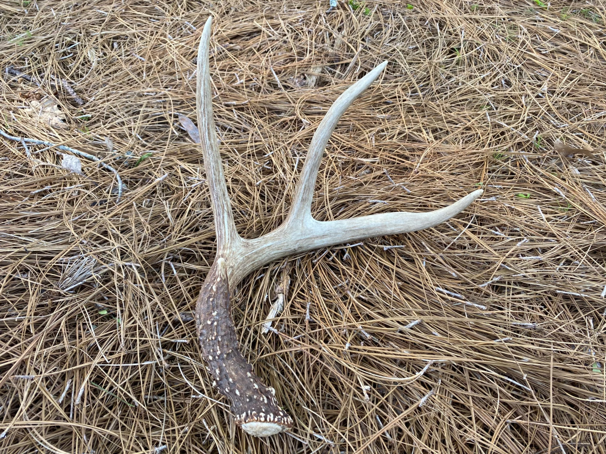 White-tailed deer typically shed their antlers in late winter to early spring