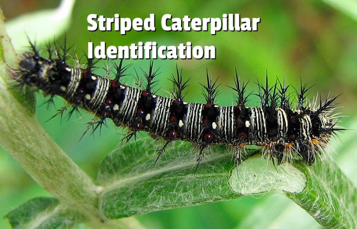 Striped Caterpillars: An Identification Guide (With Photos)
