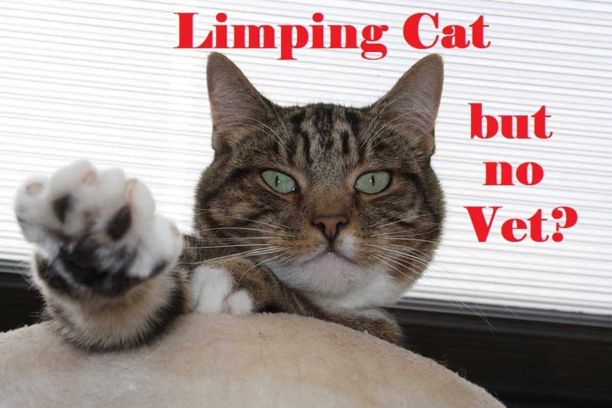 If there is no veterinarian available to help you can help some limping cats at home.