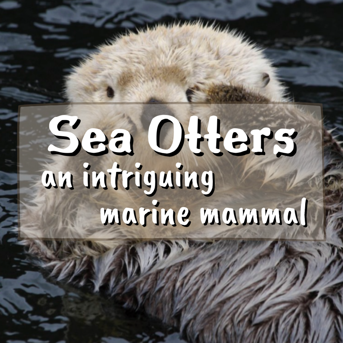 Read on to learn facts and info about sea otters, a truly intriguing marine mammal. The photo above shows a Russian Sea Otter rubbing its face.